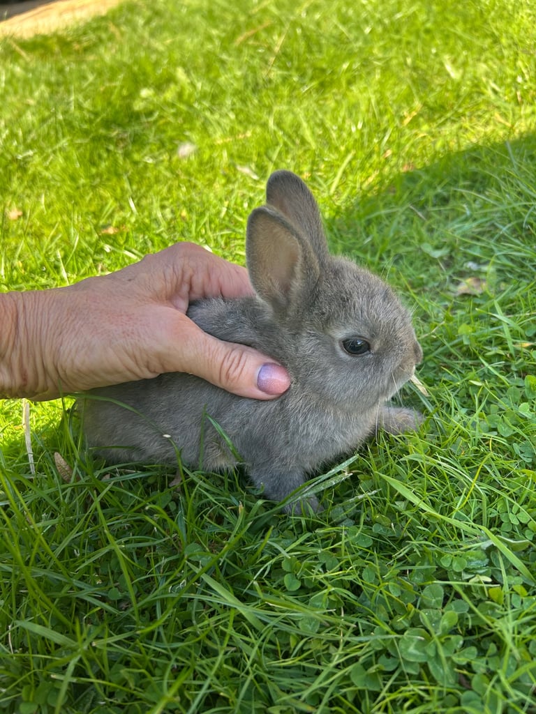 ONLY ONE LEFT! Beautiful Netherland dwarf baby bunnies 