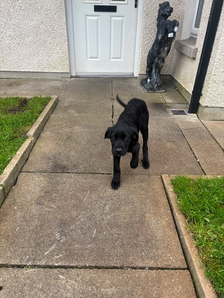 Hi for sale is my beautiful Labrador puppy