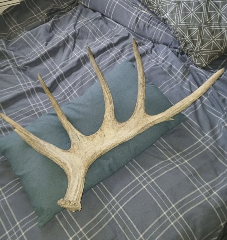 image for Antler 