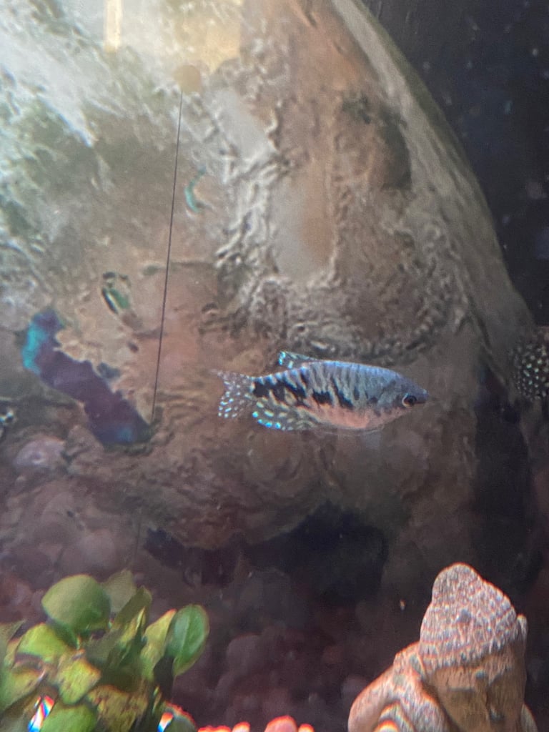Aquarium with fish