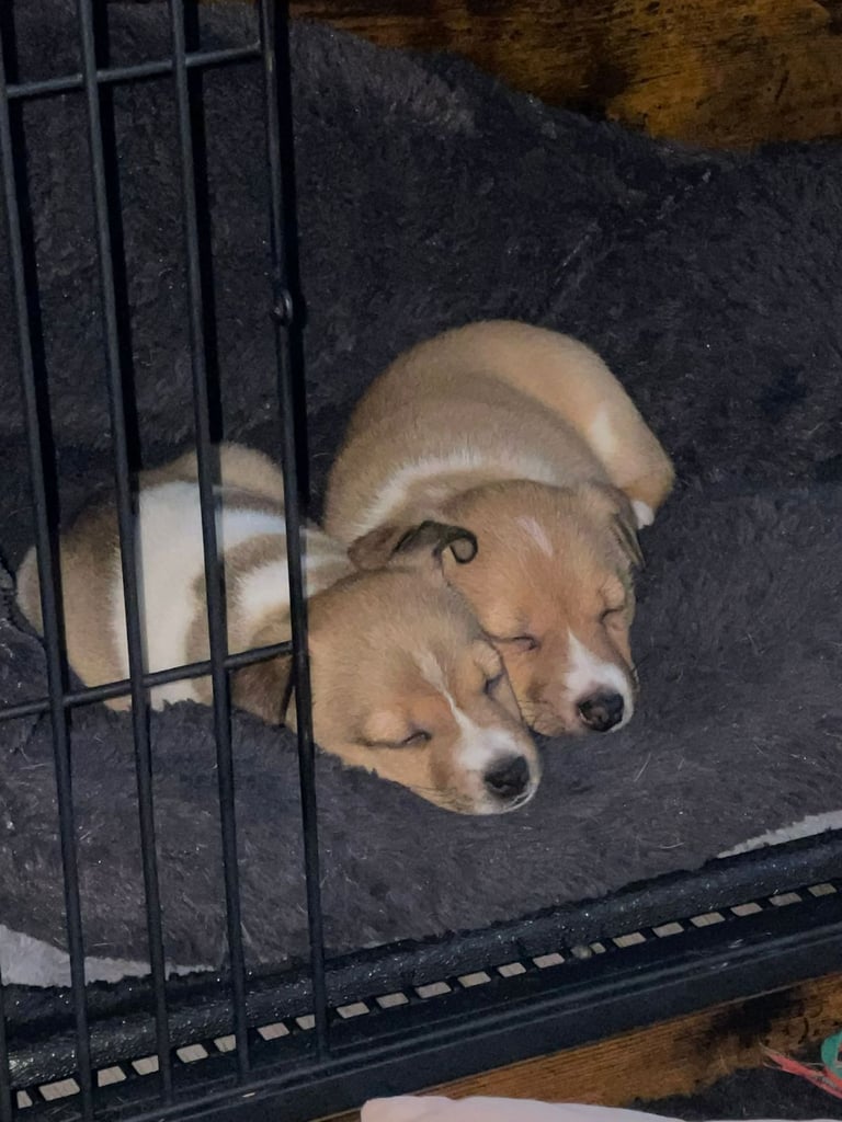 Jack russell puppies
