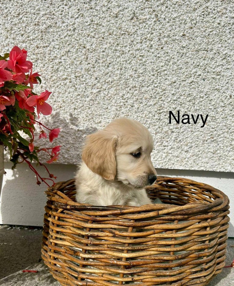 Gorgeous Cream KC Golden Retriever Puppies