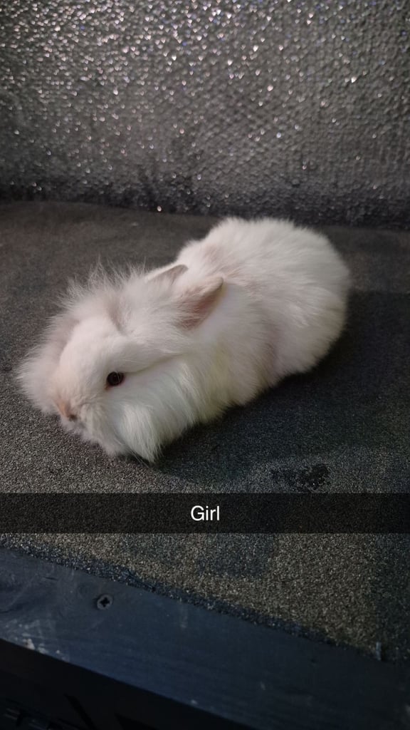 image for Baby Lionhead and rex rabbits 8 week old 
