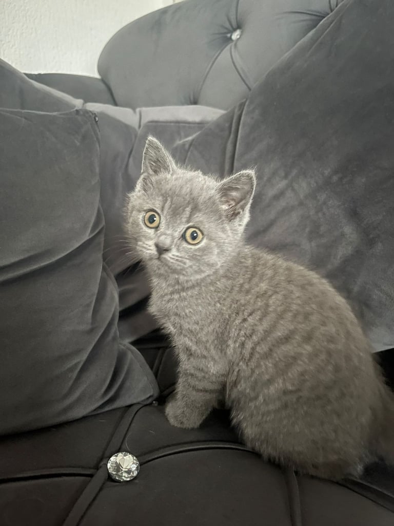 British short hair kitten