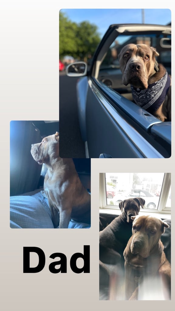 Pure cane corso pups 
