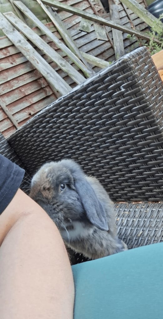 Male Mini lop Rabbit with Indoor Cage