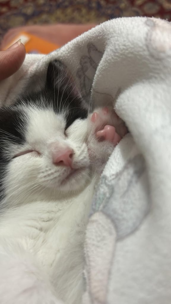 8 week kitten