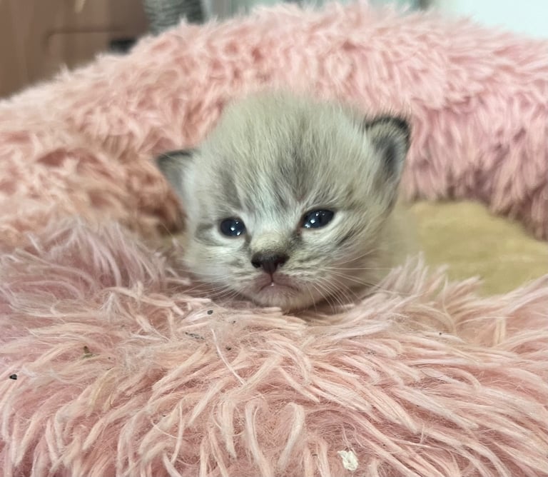 Beautiful ragdoll kittens 