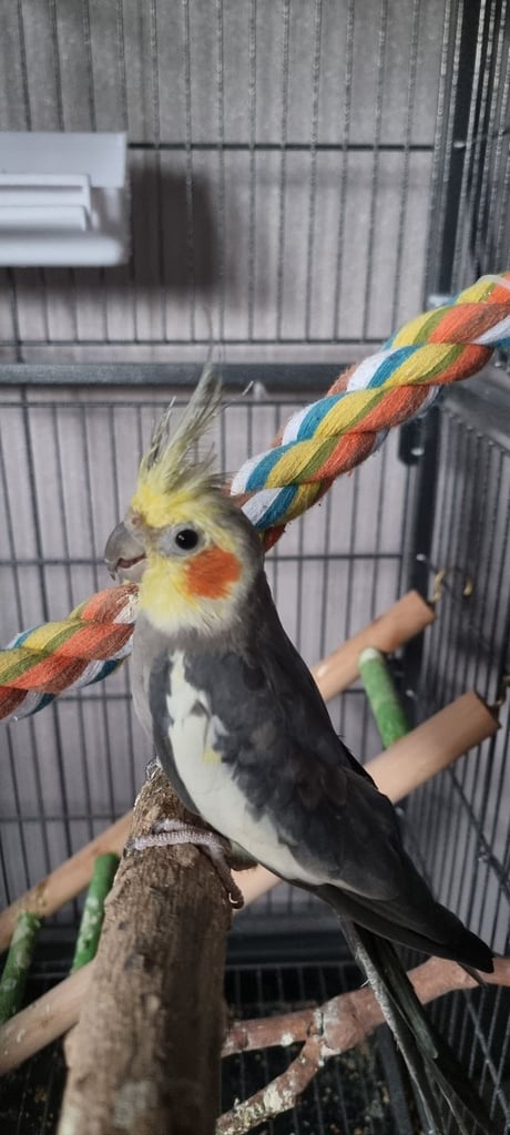image for Male cockateil 