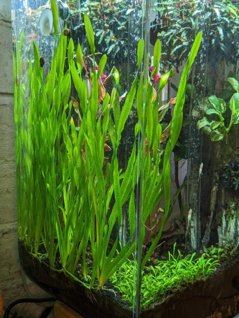 image for Aquarium plant