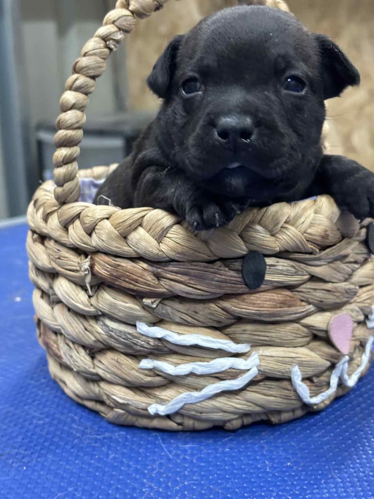 Staffordshire Bull Terrier Pups