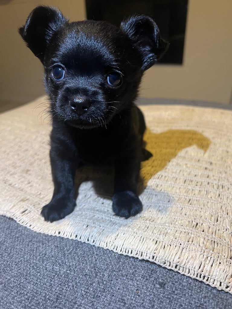 Little black chihuahuas 