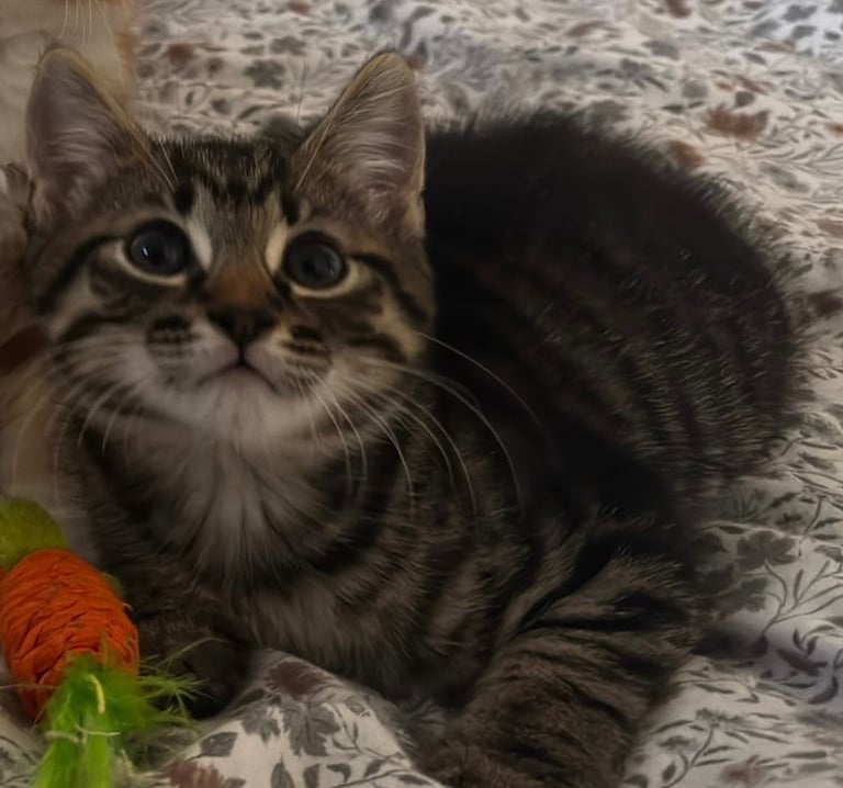 A beautiful boy kitten ready for a new home!