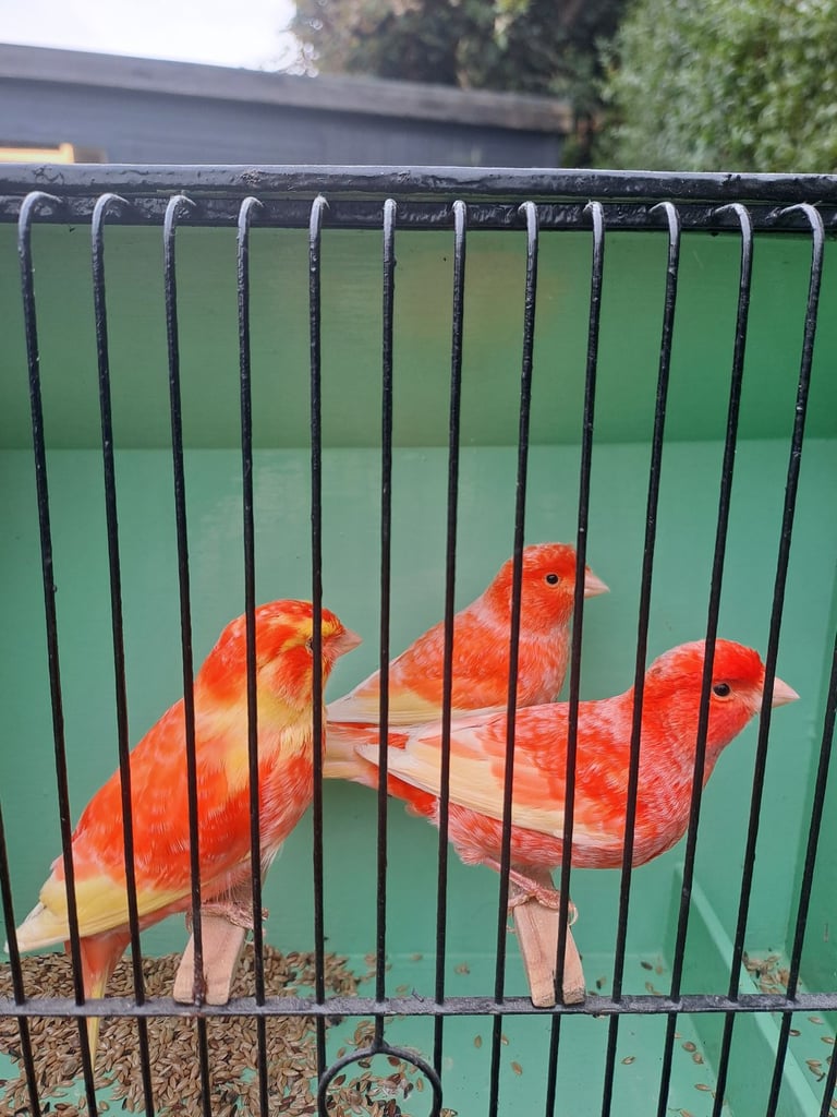 Colour canaries 