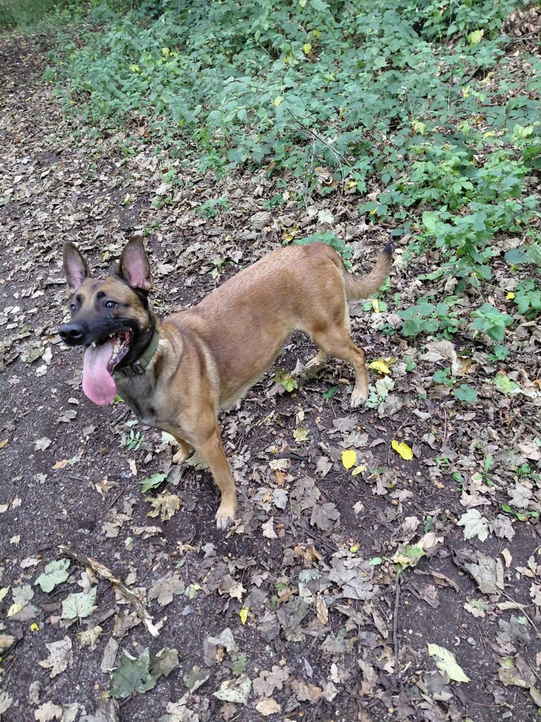 Belgain malinois 