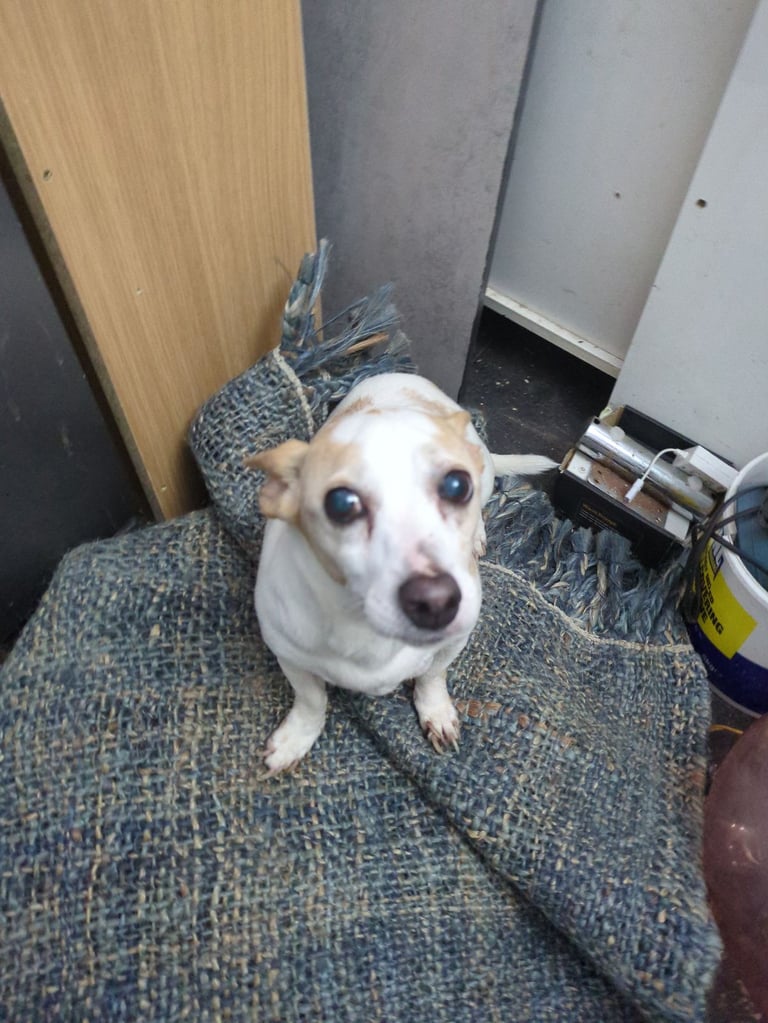 Jack Russell 6yrs old