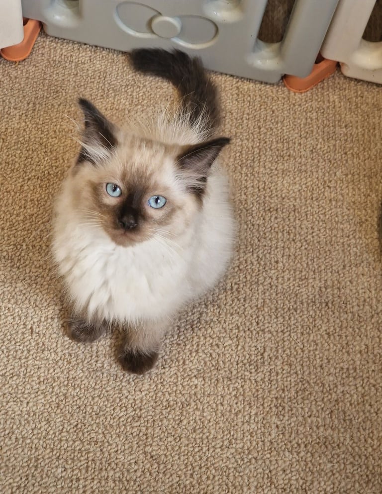 Pedigree Ragdoll Kittens Ready Now