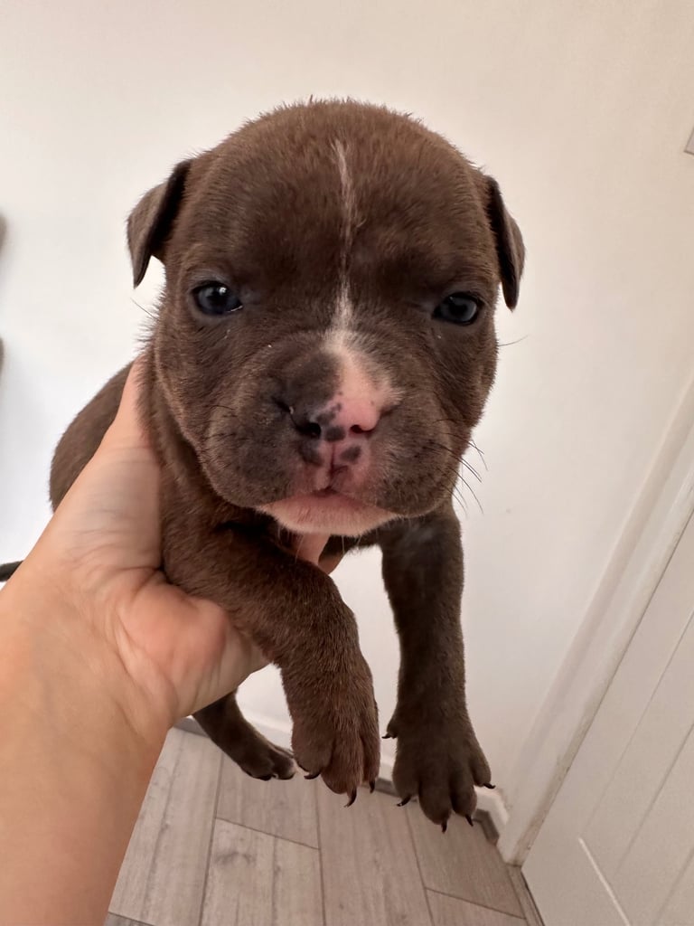Ready in 3weeks!!!!! Pocket bully puppies ❤️