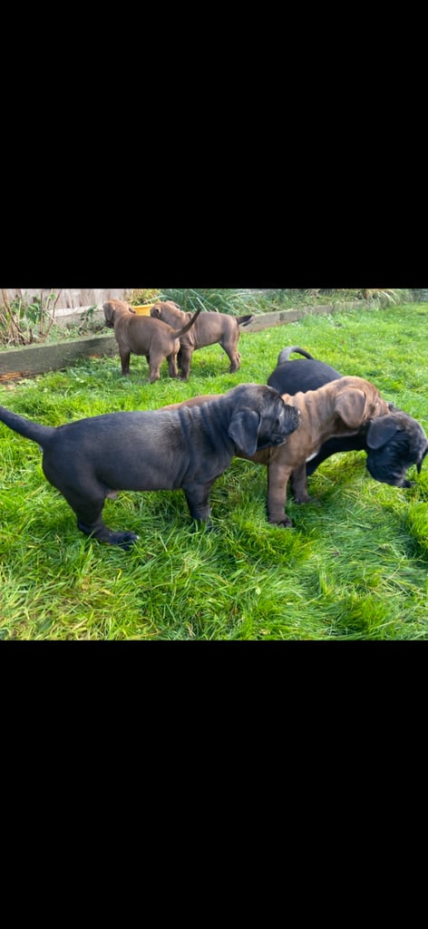Cane corso x presa canario pups