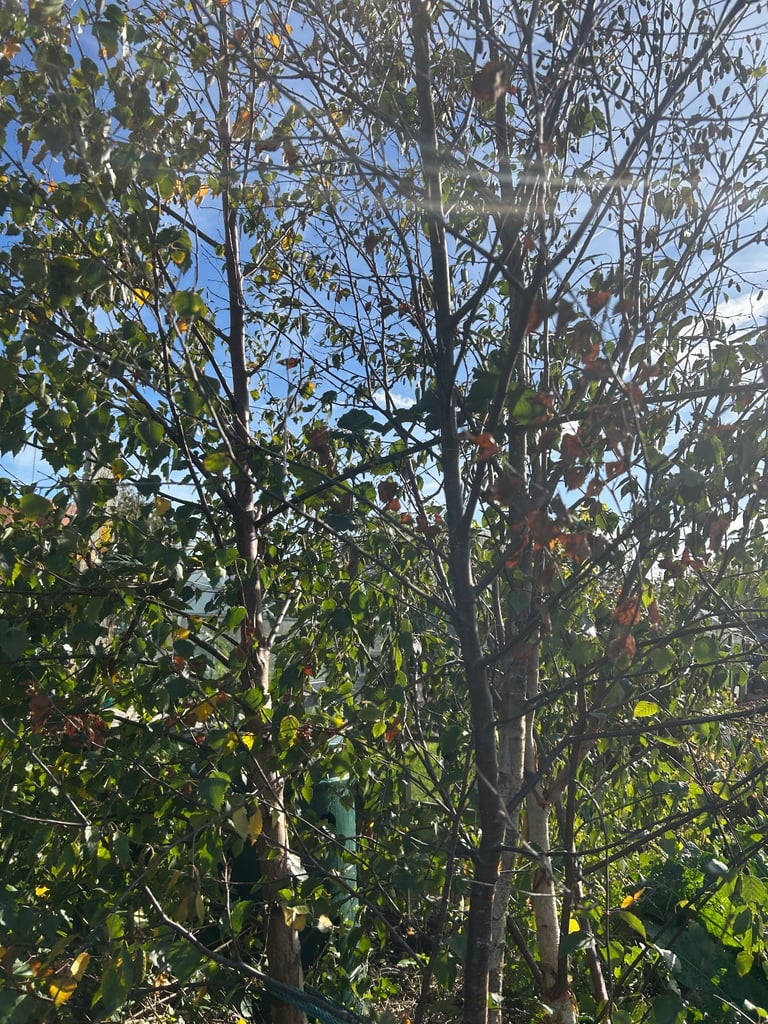 Birch trees x3 