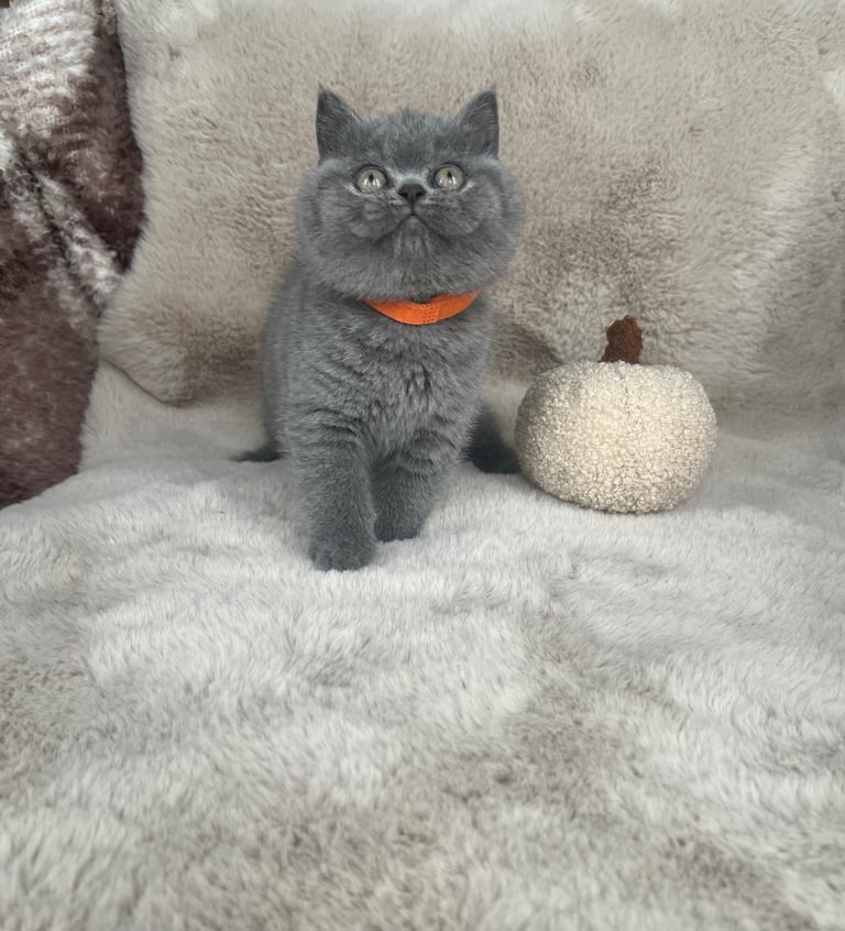 Beautiful British Shorthair Kittens