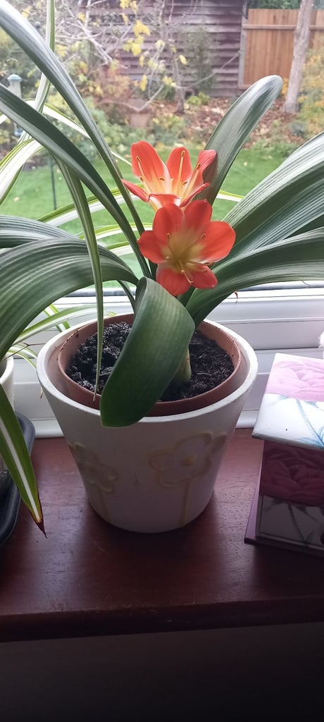 image for Clivia pot plant
