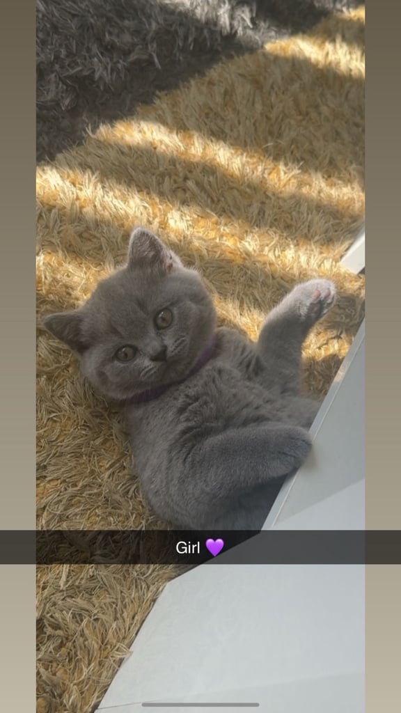 1 Beautiful British Shorthair Girl