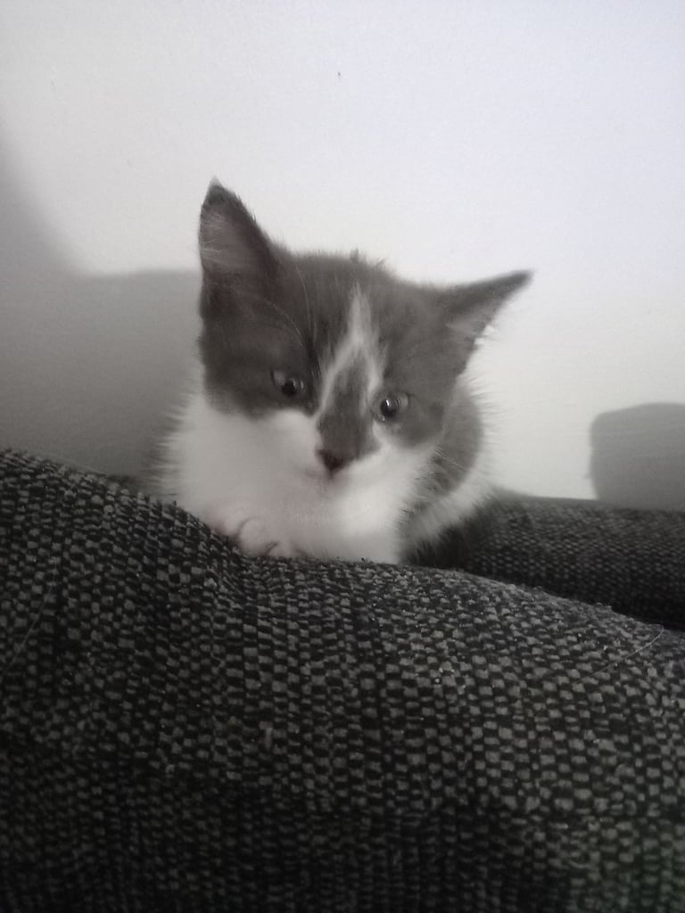 Kittens for sale