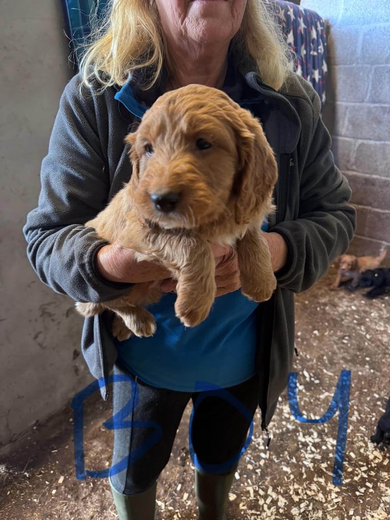 7 Cockapoo puppies