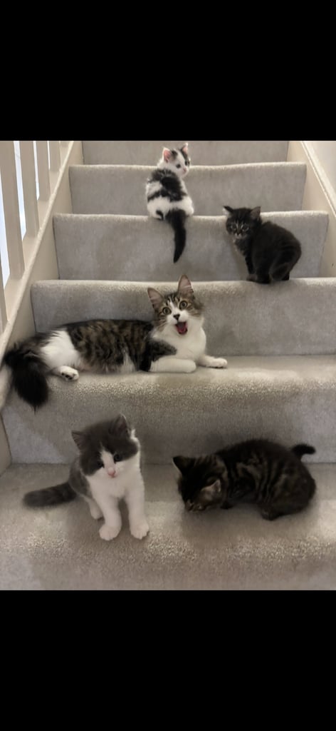 kittens 