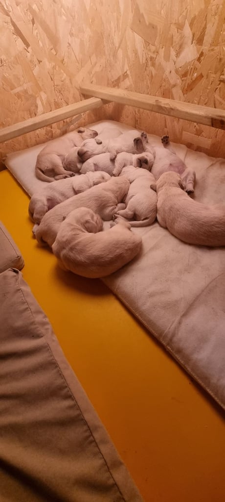 Double Doodle puppies looking for new homes 