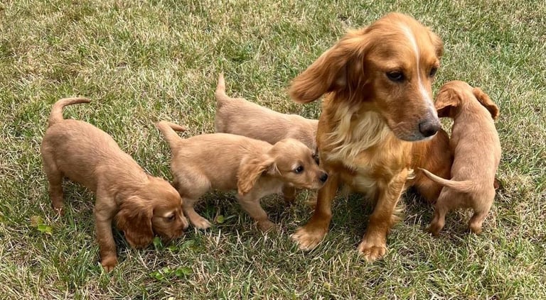 Cocker spaniel puppies