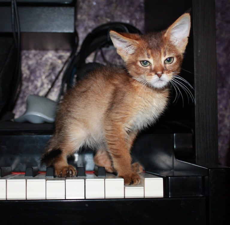 Adorable Chausie Kittens – 2 males & 1 female