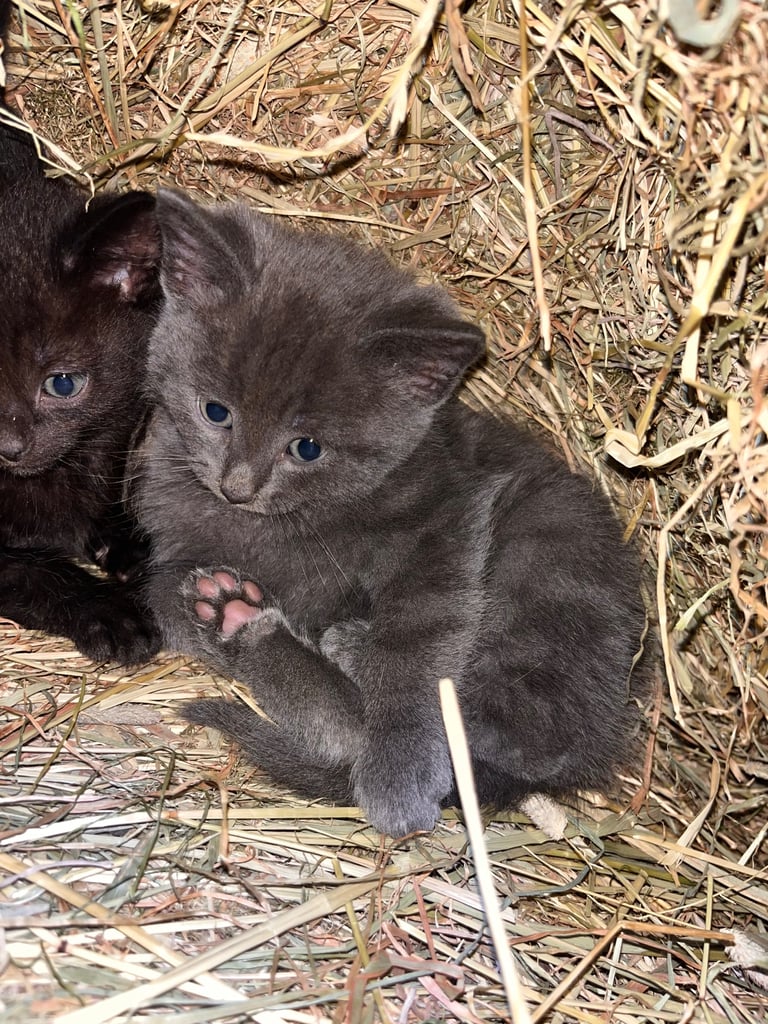 Beautiful farm kittens 