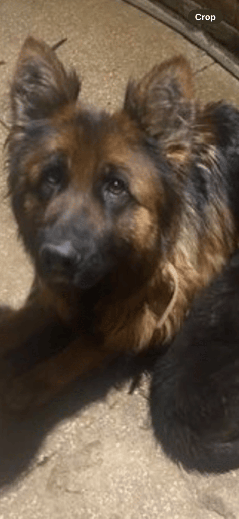 BEAUTIFUL GERMAN SHEPARD FEMALE 