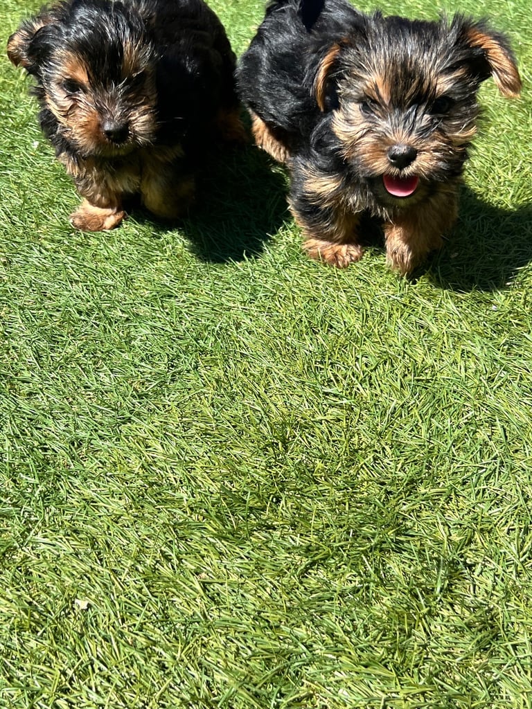 Clearance yorkipoo gumtree Hotsell Black Friday