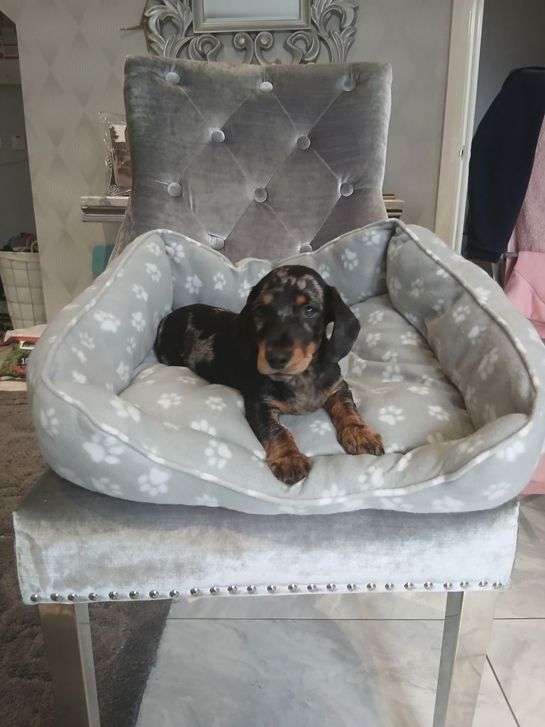 Dachshund puppy 