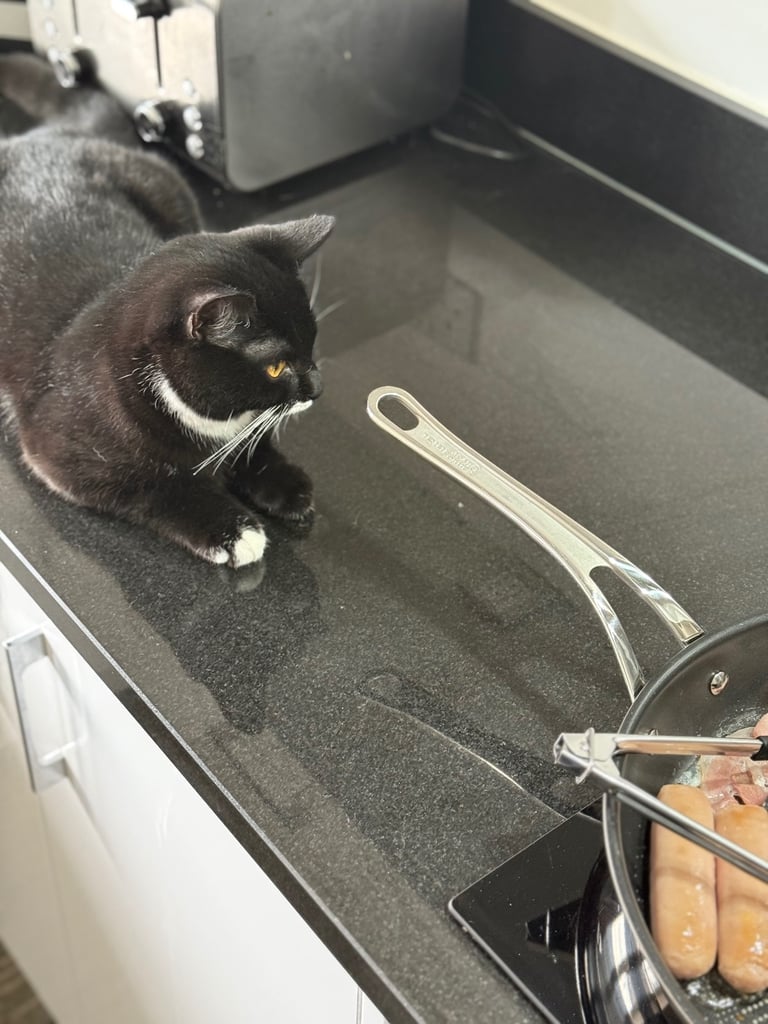 Kitten (Smudge) 6 Months old British short hair cross 