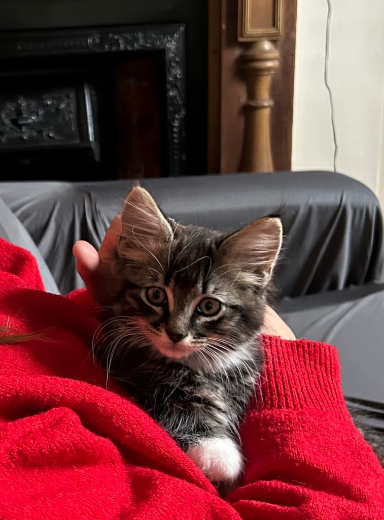 Maine Coone Tabby Mix