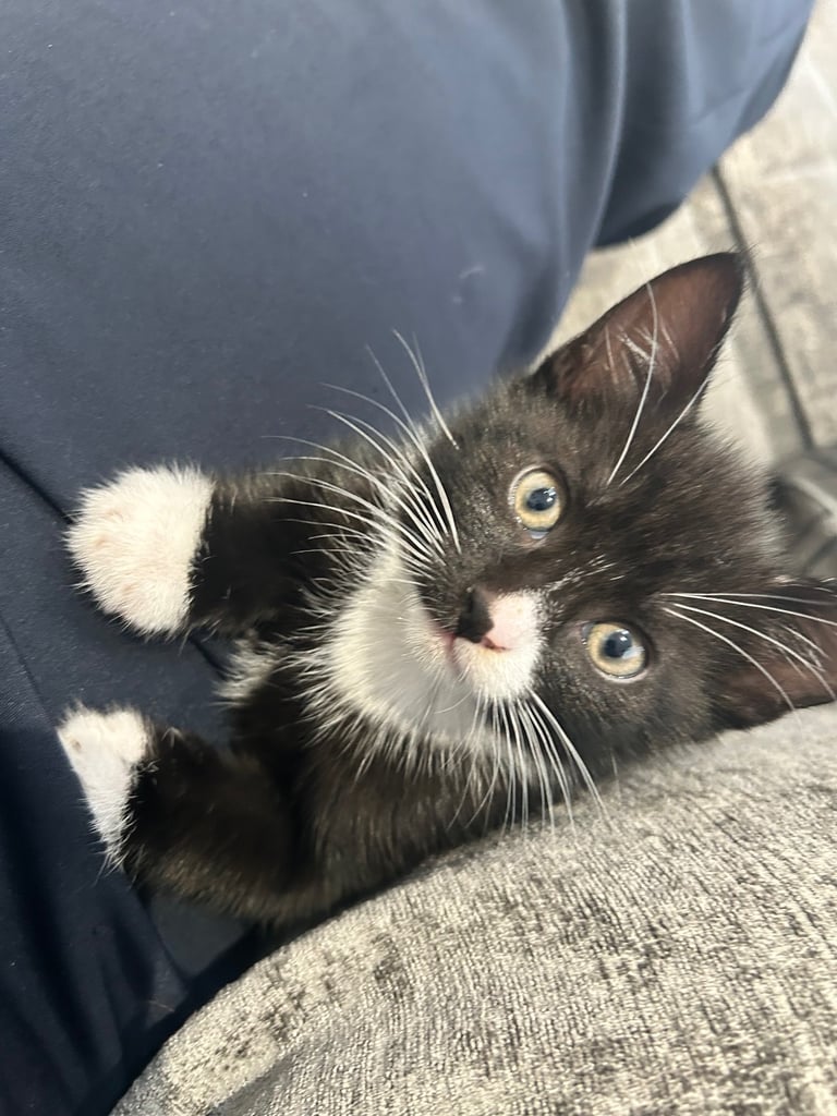 Kitten 