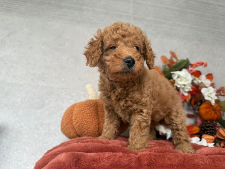 2 Gorgeous F2 Cockapoo puppies for sale 