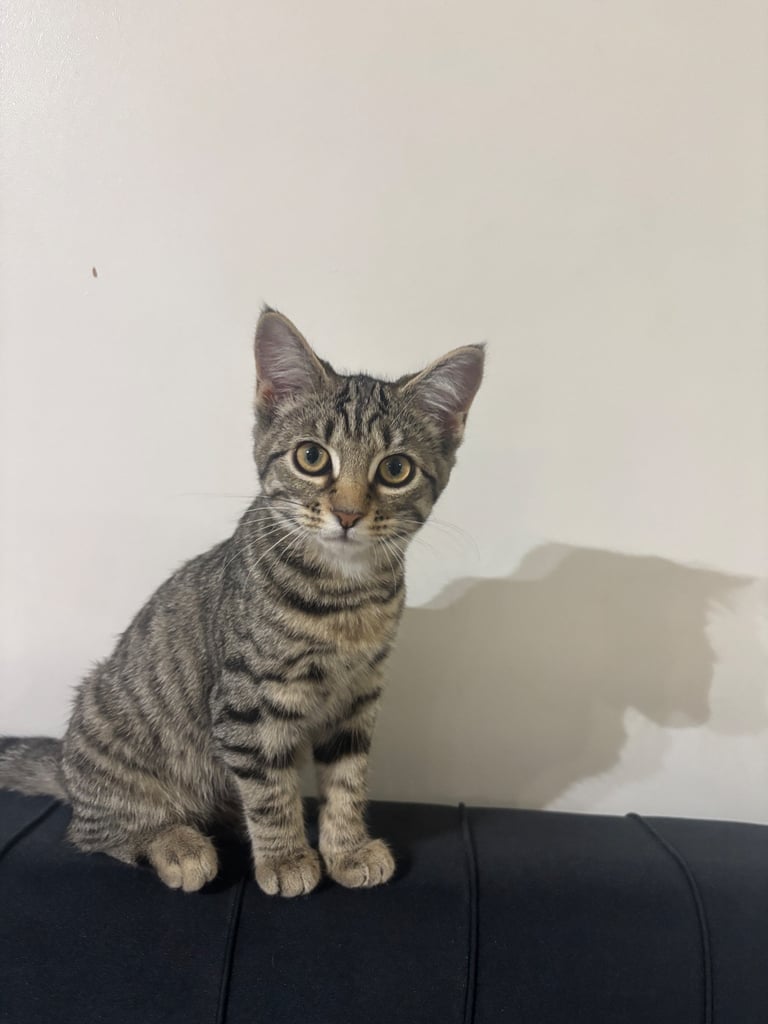 Female kitten litter trained 