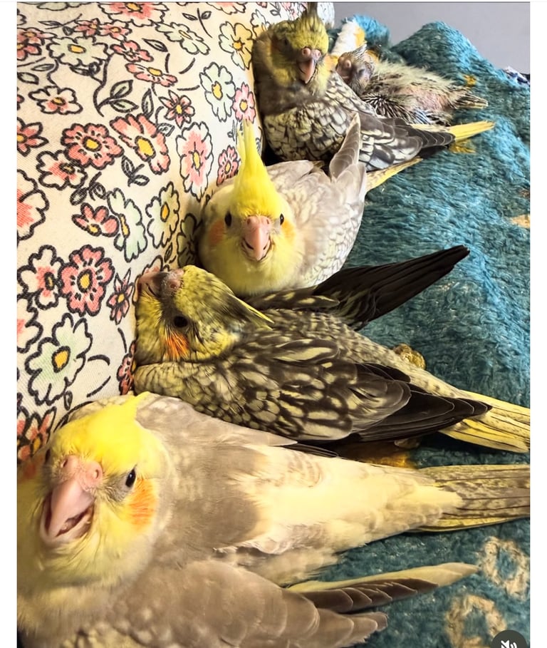 Baby Budgies & Cockatiels – Hand-Tame – From £20