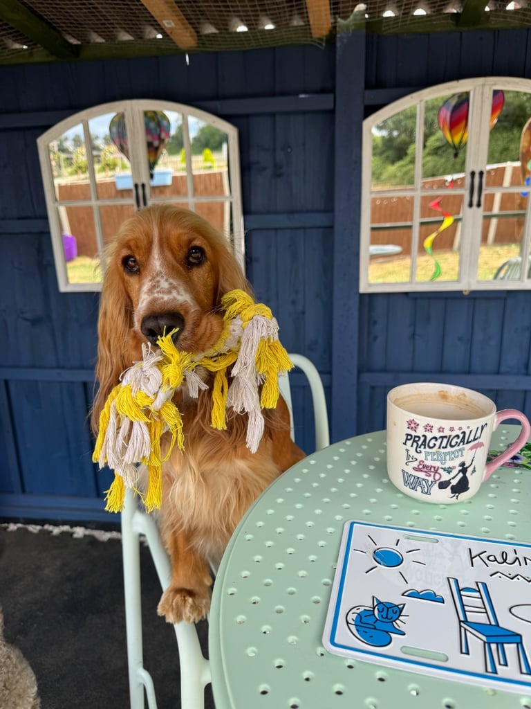 Darcy 🩷 Red Show Cocker Spaniel 