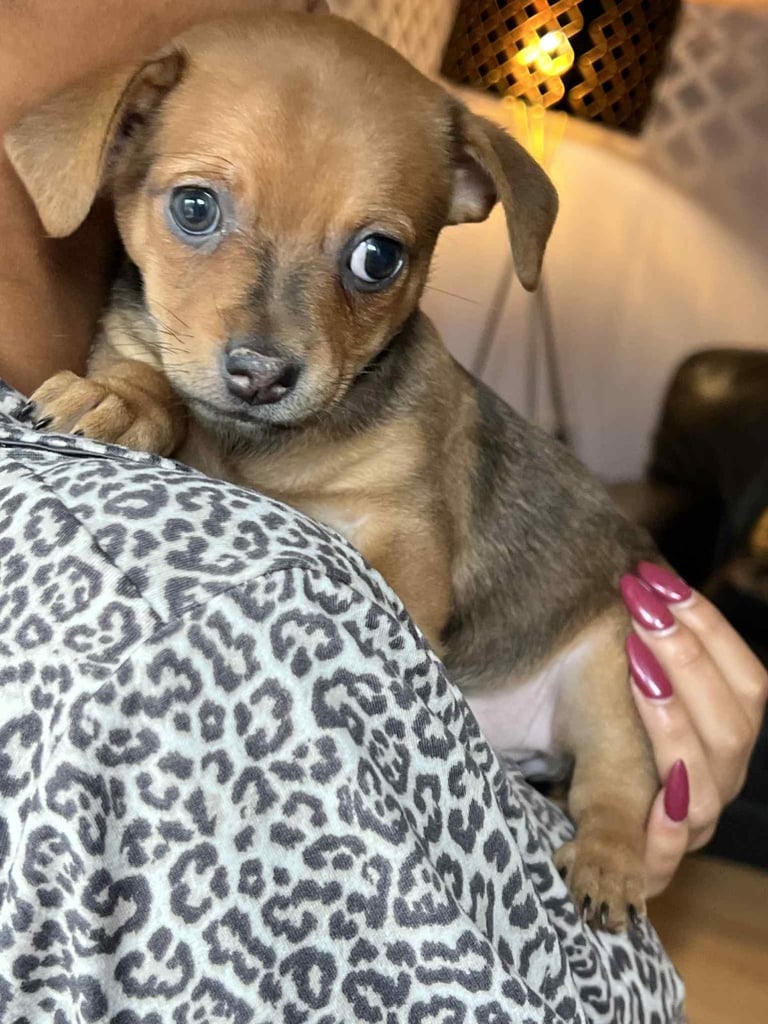 1 pup left!! Pomchi weenie pups 