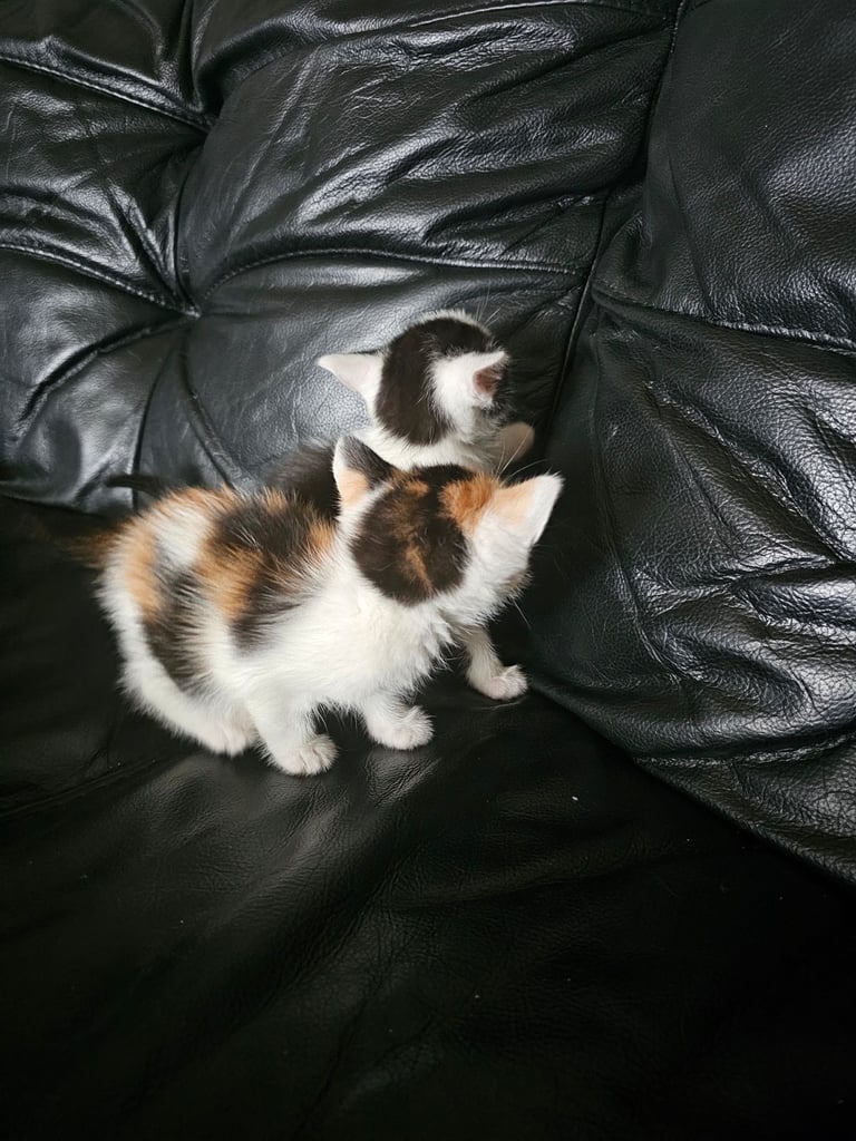 Kittens 