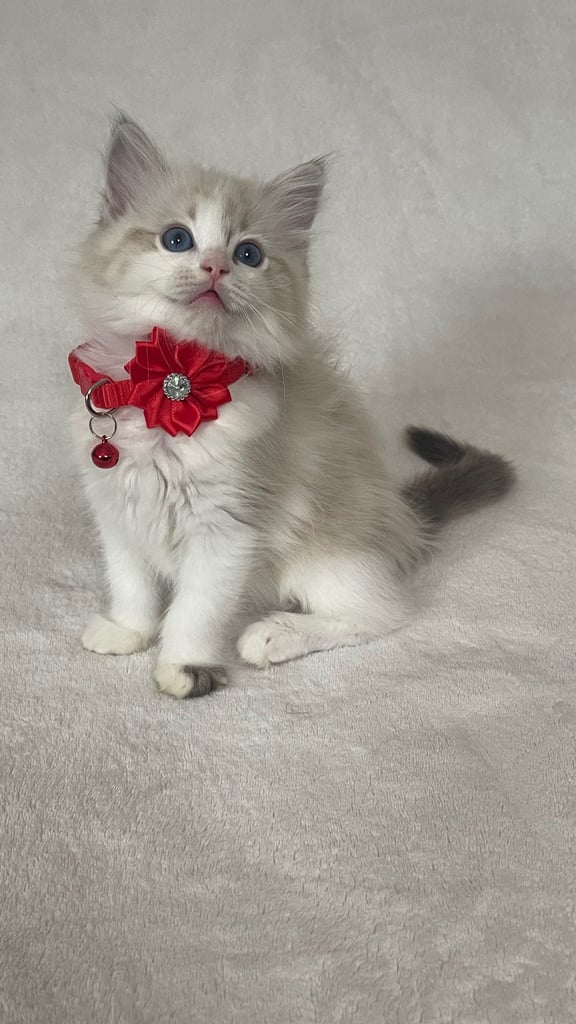 image for Ragdoll Kittens 