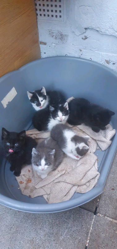Beautiful kittens for sale 