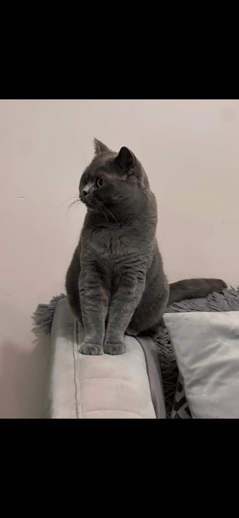 British Shorthair 