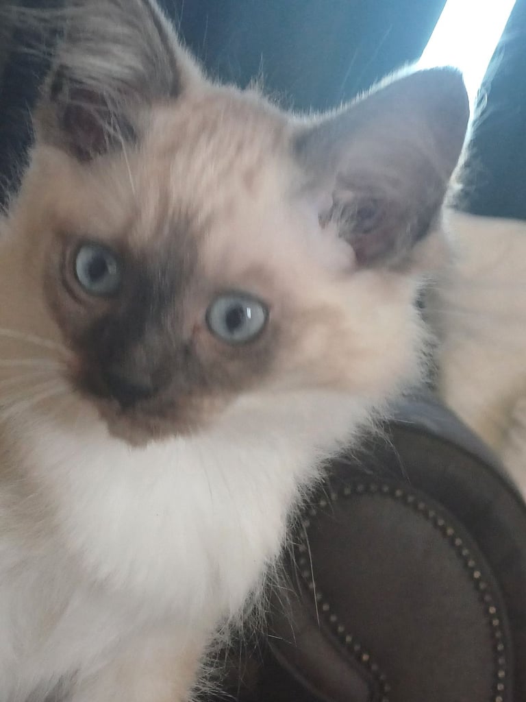 5 gorgeous ragdoll kittens 